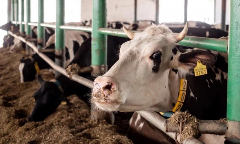 Американські зоологи модифікували ДНК корови, аби у молоці продукувалися білки людського інсуліну