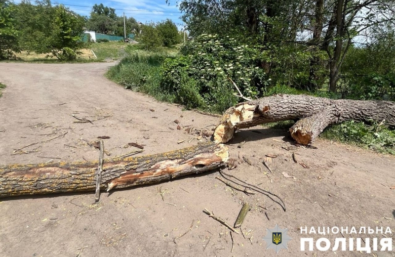 На Івонченцях внаслідок падіння дерева загинув чоловік