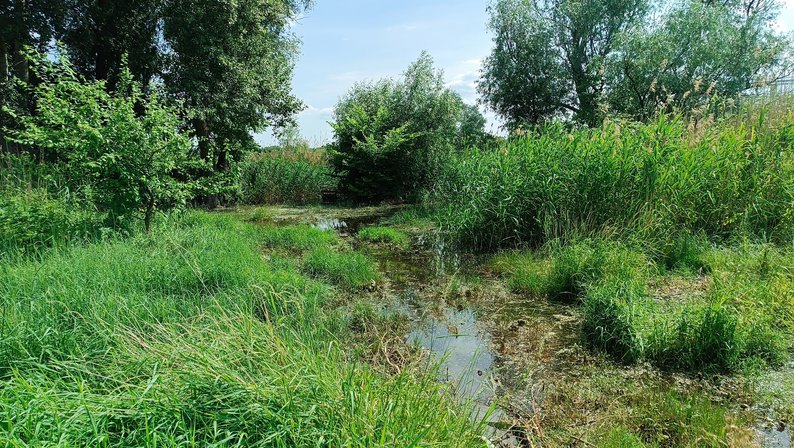 “Ця вода наробить великої біди”. У Градизькій громаді підтоплює земельні ділянки