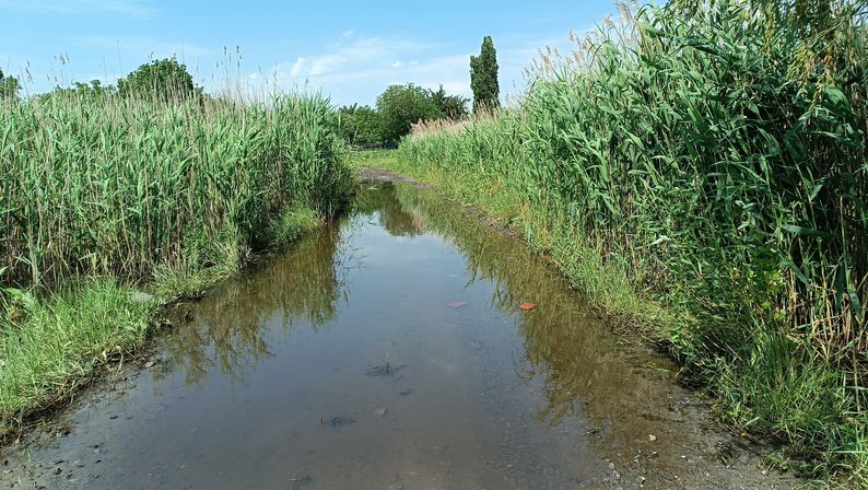 “Ця вода наробить великої біди”. У Градизькій громаді підтоплює земельні ділянки