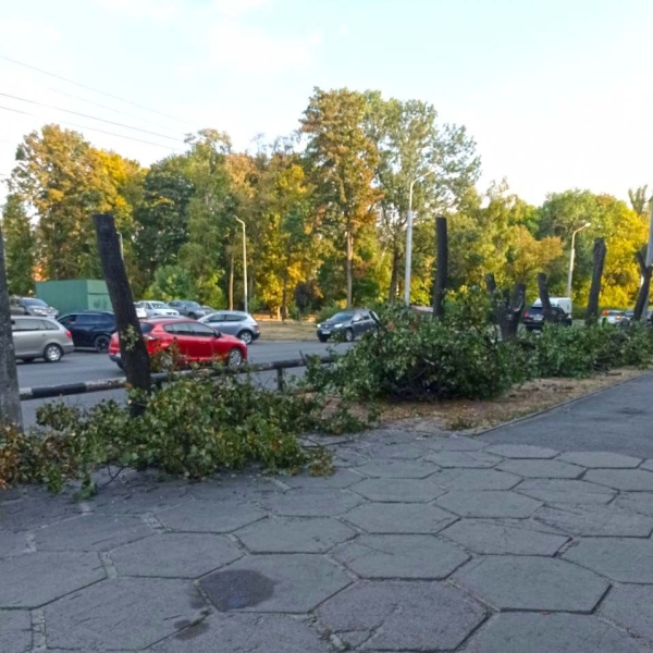 У Полтаві невідомі спиляли 20 здорових дерев, щоб відкрити кращий огляд на новий автосалон родини Аранчій