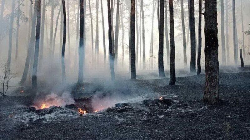 Пенсіонер спалив 1000 дерев у заказнику