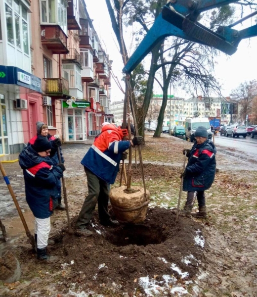 У зв’язку зі зміною клімату у Полтаві планують поступово висаджувати південні дерева: платани, акації та їстівні каштани